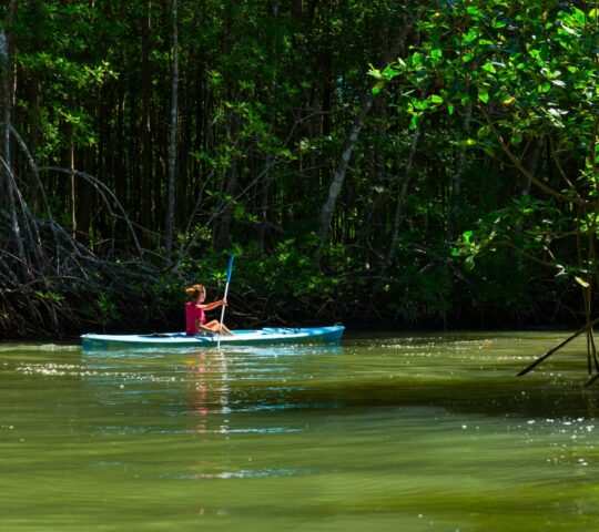 Venture through the wild mangroves in the Osa Peninsula in a canoe
