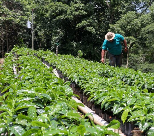 A farmer tends to his coffee trees on a plantation