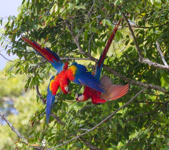 Colourful macaws play in the trees of the Corcovado National Park