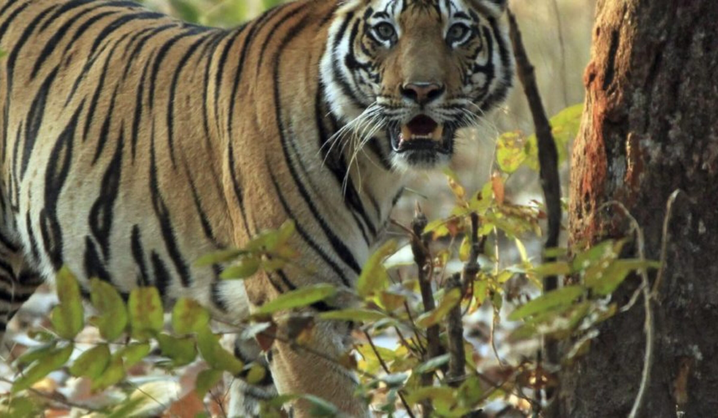 Bandhavgarh