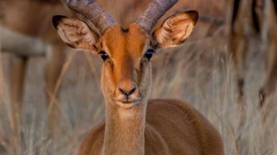 An impala in Hwange National Park, Zimbabwe