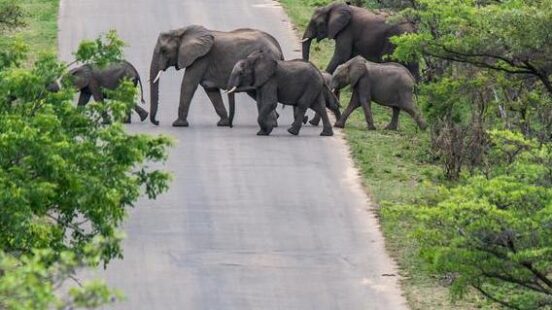 Elephants crossing the road on a safari in Zimbabwe