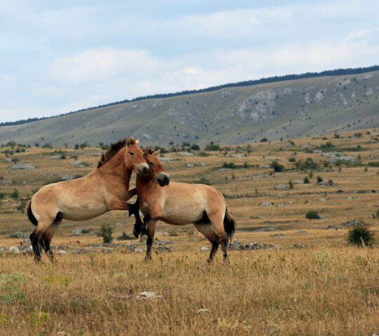 Takhi horses in the wild