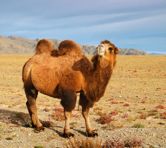 Bactrian camel