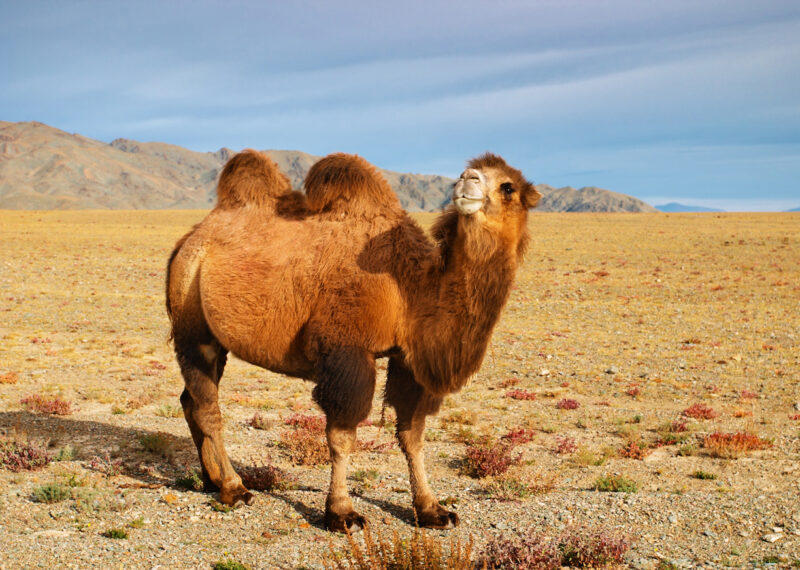 A Bactrian camel standing in a desert field during luxury Central Asia tours.