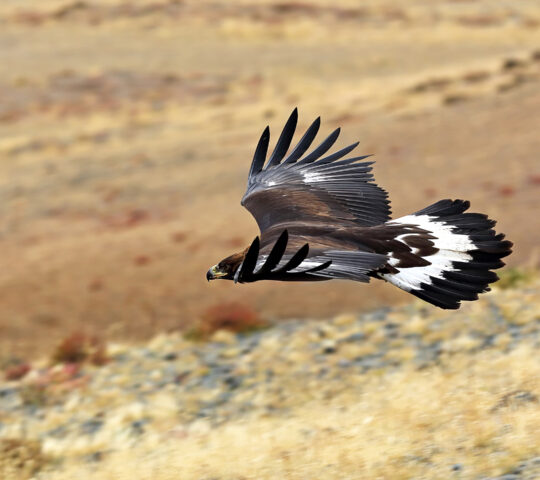 Mongolian eagle