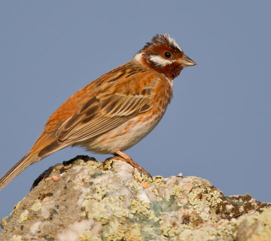 Pine bunting