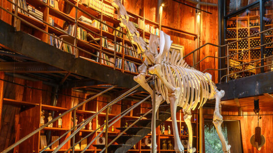 A giraffe skeleton in the library at Wilderness Jao Camp, Botswana