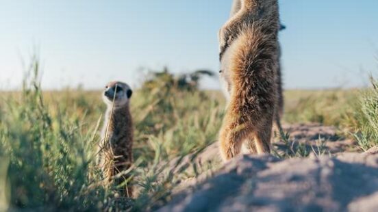 Meerkats at Jackx27;s Camp, Botswana