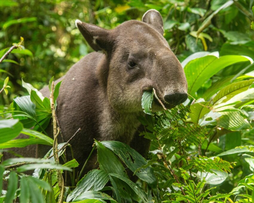 Tapir Valley Expedition and Tree Chocolate