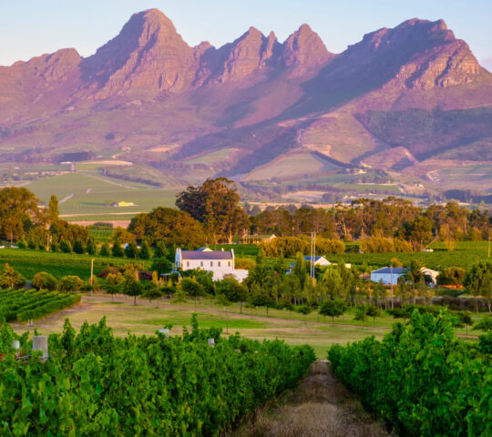 Explore the Winelands