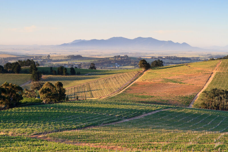 Rows of Vineyards in early evening sunlight near Stellenbosch