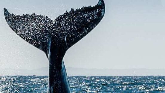 A whale tale emerging from the water on South Africax27;s Whale Coast