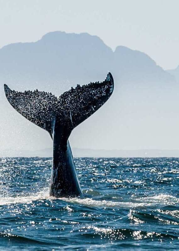 A whale tale emerging from the water on South Africa's Whale Coast