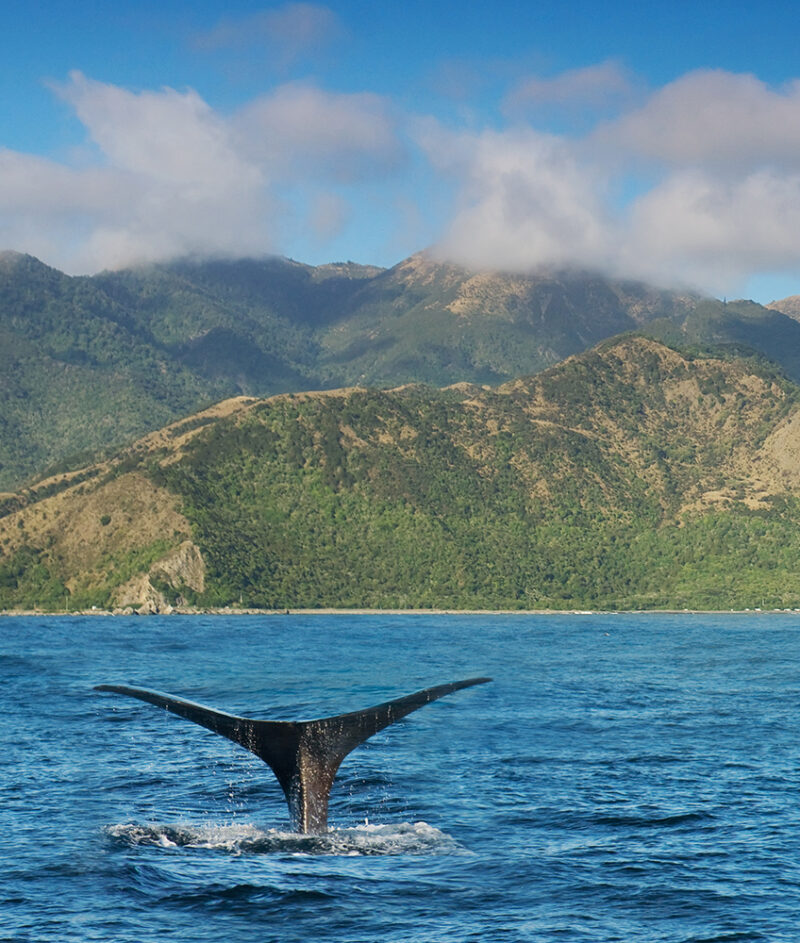 A whale dives into the sea off the Kaikoura coast, a popular location for whale-watching tours..504102315.Activity, Animal, Animals In The Wild, Blue, Breaching, Cloud, Coastline, Diving, East Coast, Exploration, Famous Place, Hill, Horizontal, Kaikoura, Kaikoura Mountains, Mountain, Mountain Range, Moving Down, New Zealand, One Animal, Sea, Sea Life, Sky, South Island New Zealand, South Marlborough, Sperm Whale, Tail, Tail Fin, Tourism, Travel, Water, Whale, Whale Watching, Wildlife.New Zealand 504102315 Activity, Animal, Blue, Breaching, Cloud, Coastline, Diving, Exploration, Hill, Horizontal, Kaikoura, Mountain, Sea, Sky, Tail, Tourism, Travel, Water, Whale, Wildlife, Animals In The Wild, East Coast, Famous Place, Kaikoura Mountains, Mountain Range, Moving Down, New Zealand, One Animal, Sea Life, South Island New Zealand, South Marlborough, Sperm Whale, Tail Fin, Whale Watching, Animal, Mammal, Nature, Sea Life, Whale