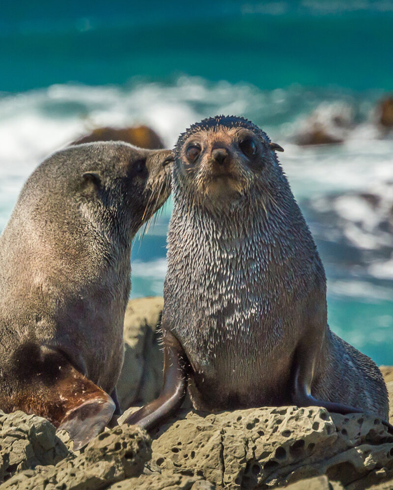 481288148 Travel, Coastline, Child, Kissing, Idyllic, Love, Adventure, Environment, Vacations, Wildlife, Nature, Outdoors, Son, Daughter, Mother, Parent, Family, Kaikoura, Mammal, Animal, Sea, Surf, Water, Aquatic, Animals And Pets, Animals In The Wild, Aquatic Mammal, Copy Space, Eco Tourism, Female Animal, Fur Seal, Looking Into The Camera, New Zealand, No People, Sea Life, Sitting Together, Tranquil Scene, Travel Destinations, Travel Location, Two Animals, Water’s Edge, Wilderness Area, Young Animal, Animal, Mammal, Sea Life, Sea Lion, Seal 481288148.Eco Tourism, Travel, Wilderness Area, Sea Life, Young Animal, Female Animal, No People, Two Animals, Copy Space, Coastline, Fur Seal, Child, Kissing, Idyllic, Love, Adventure, Tranquil Scene, Environment, Travel Destinations, Vacations, Wildlife, Nature, Outdoors, Son, Daughter, Mother, Parent, Family, Kaikoura, New Zealand, Animals In The Wild, Aquatic Mammal, Mammal, Animal, Sea, Surf, Water, Sitting Together, Looking Into The Camera, Water’s Edge, Travel Location, Aquatic, Animals And Pets.Mother fur seal kissing newborn young. Photo was taken near Kaikoura, New Zealand..New Zealand