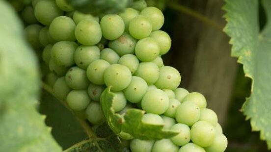 Bunch of green grapes in a vineyard dedicated to wine production in Carmelo, Uruguay