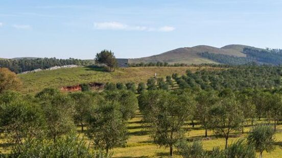 olive groves in Uruguay