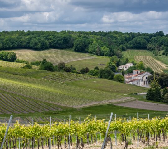 Looking out over the Champagne vineyards