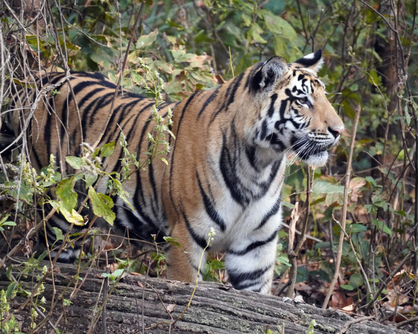 Tiger safari in Bandhavgarh National Park