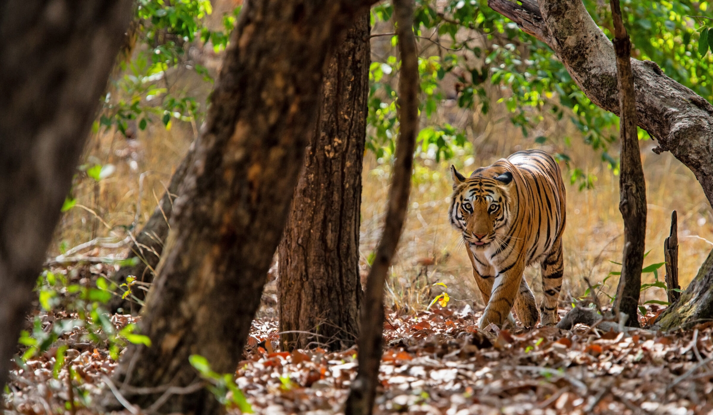 Family trips in Indian Subcontinent