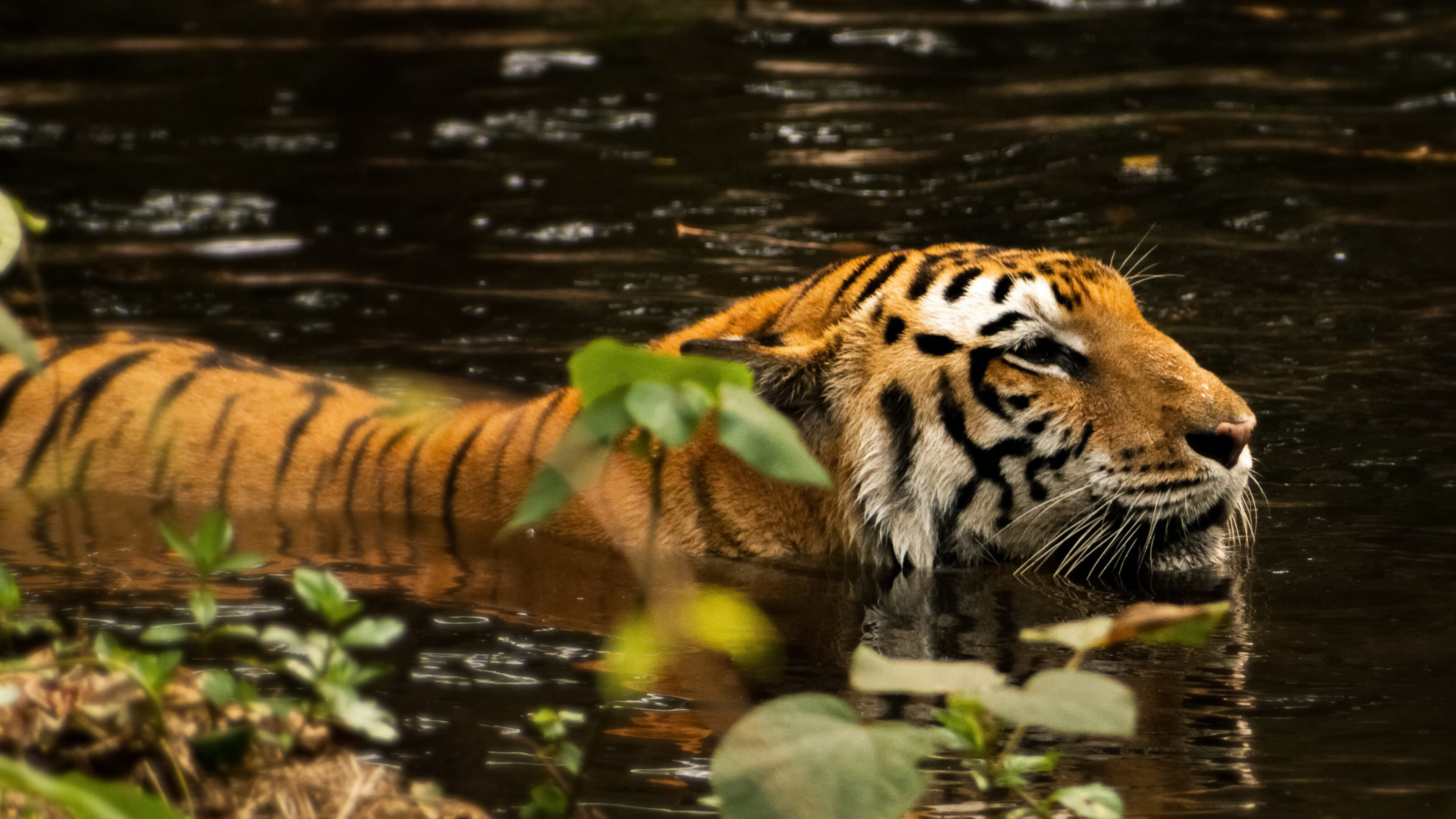 Tigers, Temples and the Taj