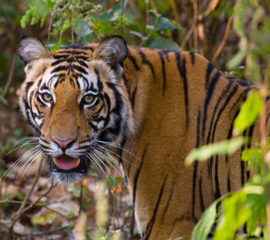 Bandhavgarh tiger
