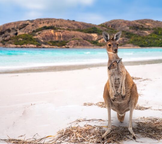 Kangaroo Island, home to over 65,000 kangaroos