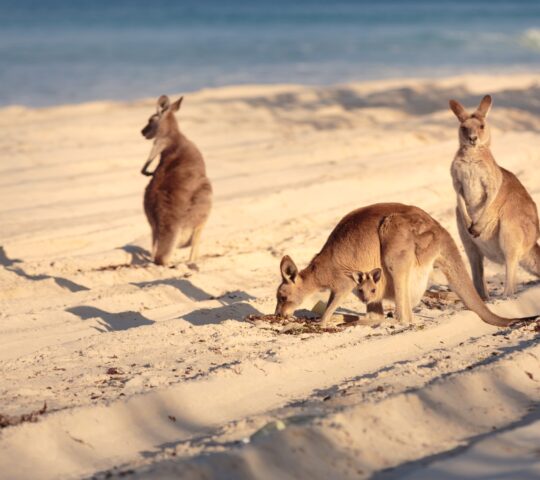 Meeting the wildlife on Kangaroo Island