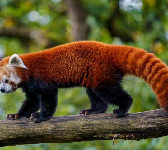 Red panda