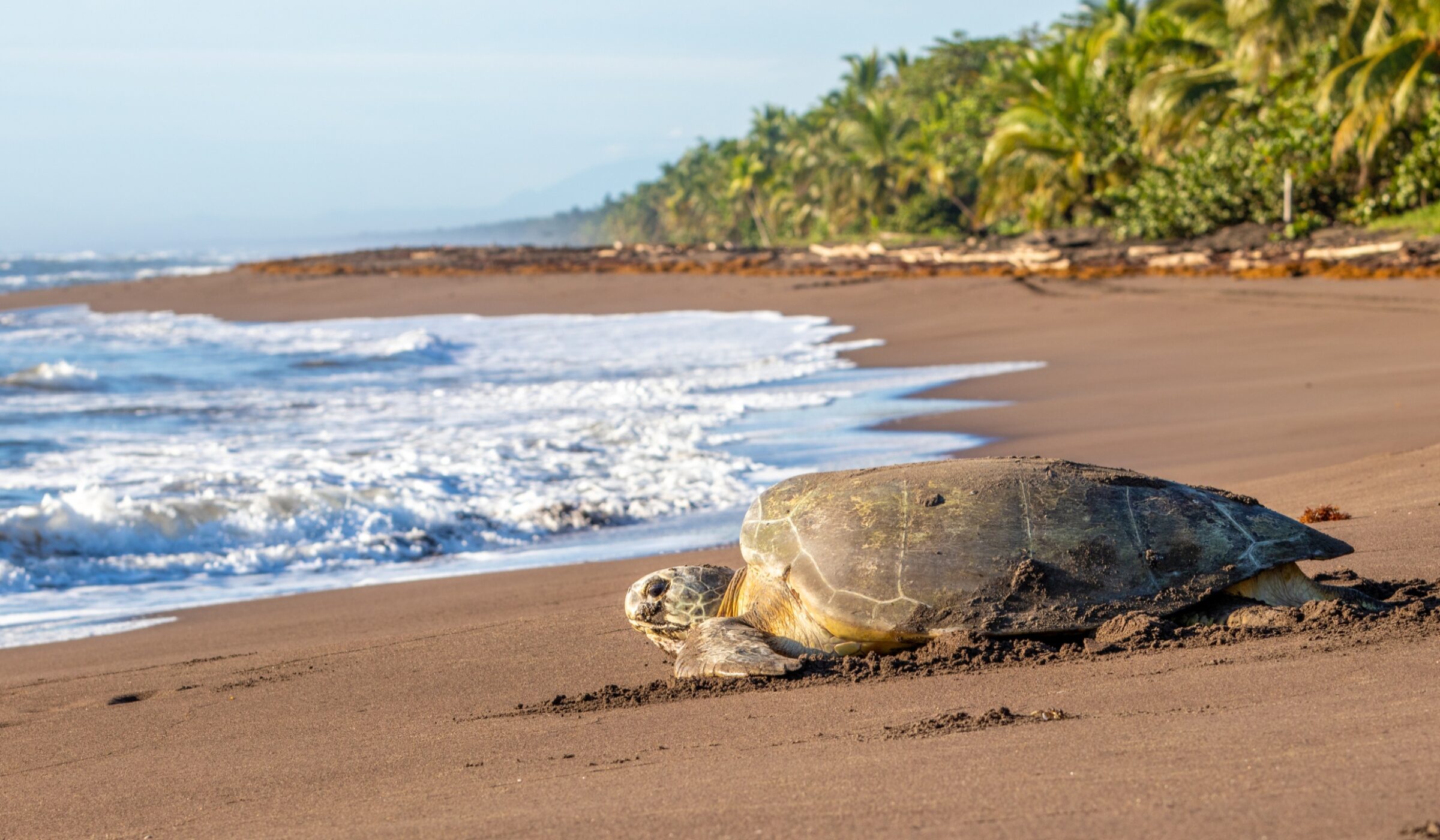 Tortuguero
