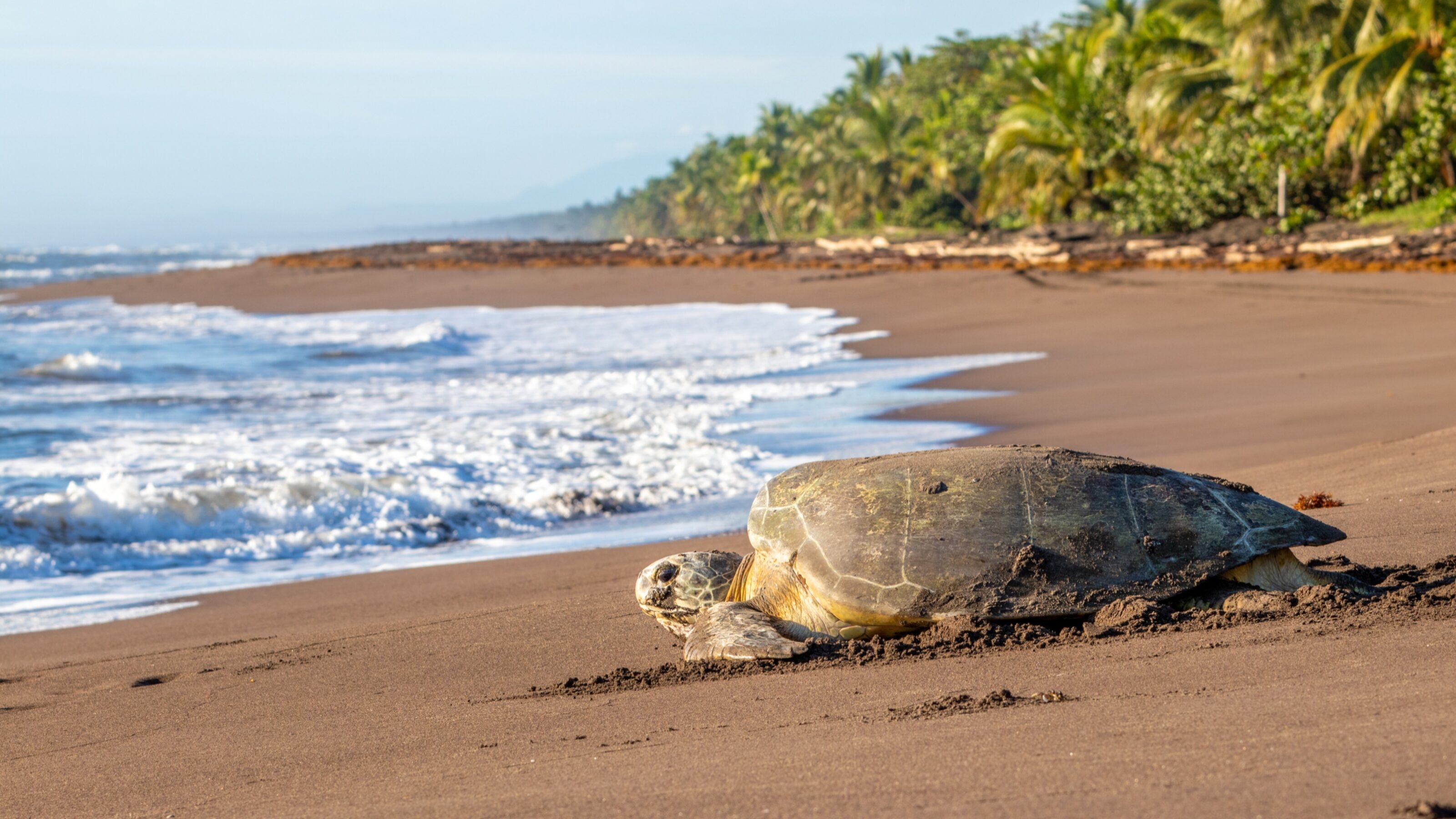 A Caribbean Wildlife Adventure in Costa Rica