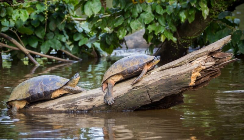 Tortuguero, Costa Rica, wild turtles on a