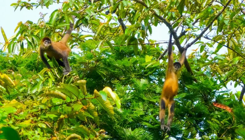 Tortuguero National Park, Limon, Costa Rica