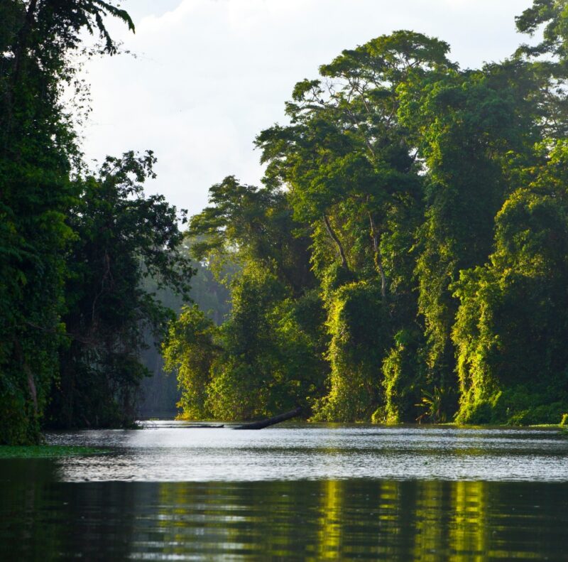 Tortuguero River, Tortuguero National Park, Costa Rica, Central America, America