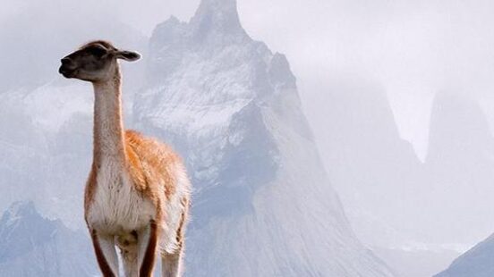 a guanaco in Argentina