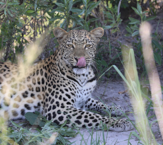 Leopard