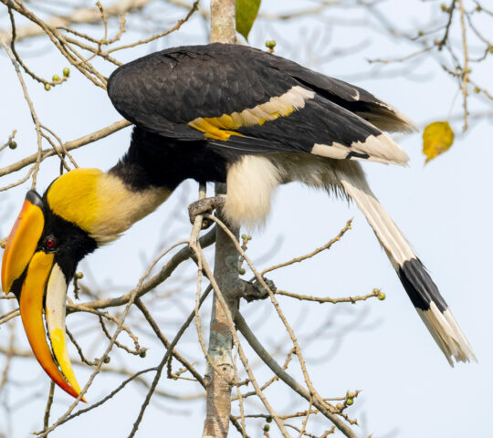 Great Indian hornbill