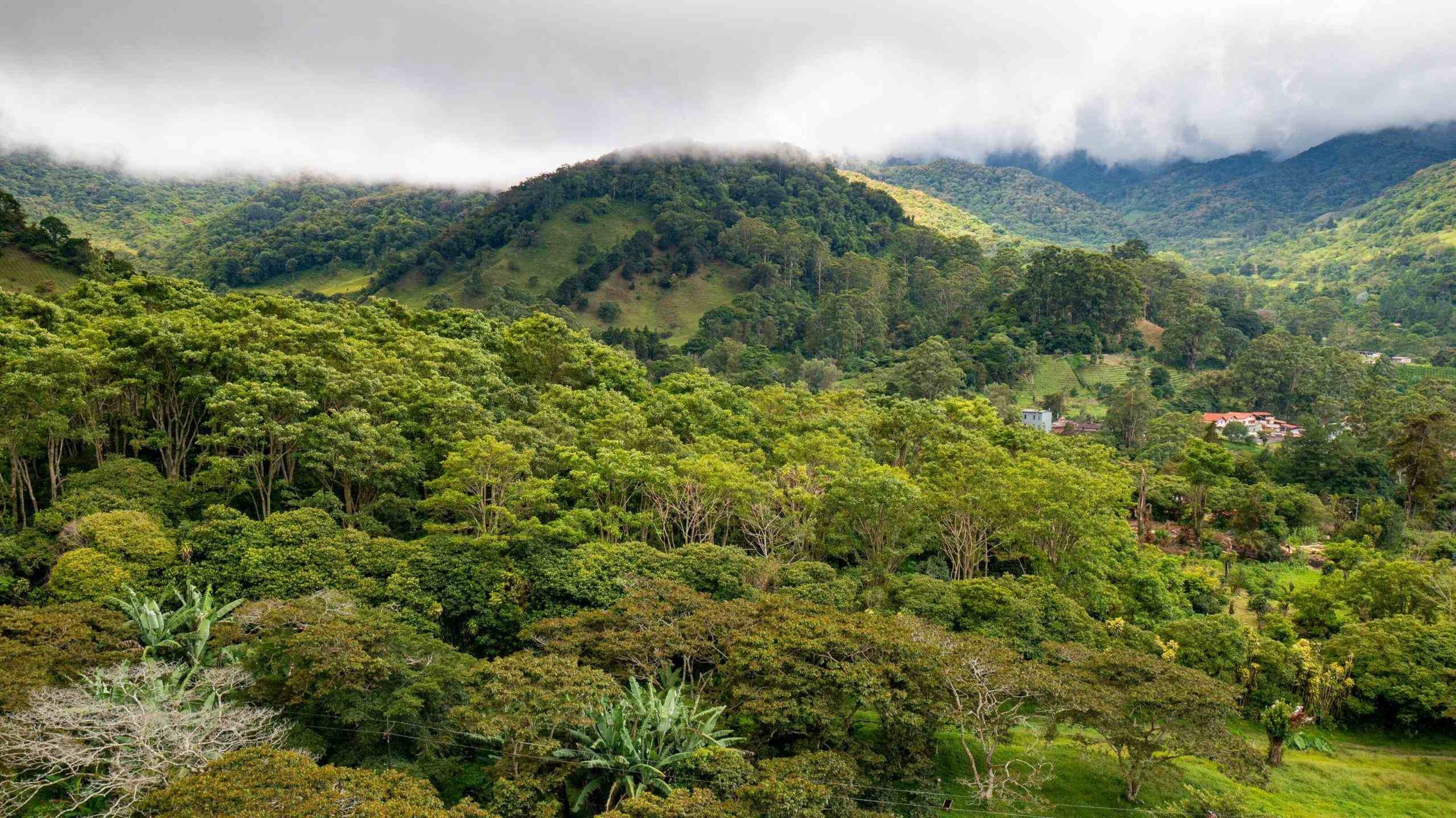 An aerial view of a dense green forest covering rolling mountains under a misty, overcast sky.