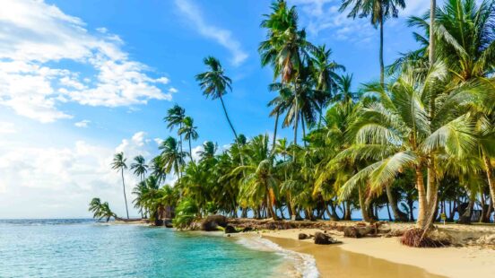 Sunny tropical beach with many tall palm trees and turquoise water under a blue sky.