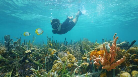 A person in a wetsuit and mask snorkels over a colorful coral reef with yellow fish in clear blue water.