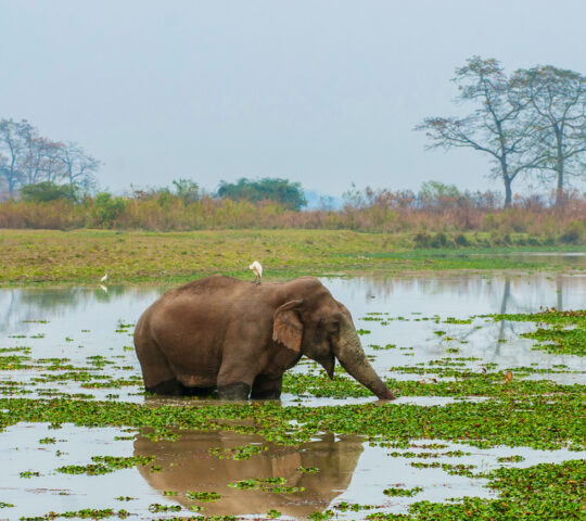 Kaziranga elephant