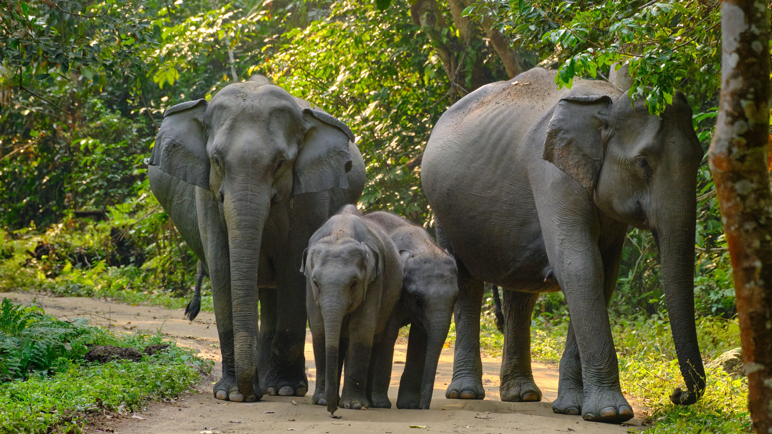 An Indian Wildlife Adventure