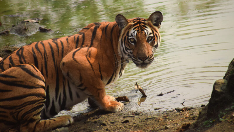 A tiger looking towards the camera by a lake