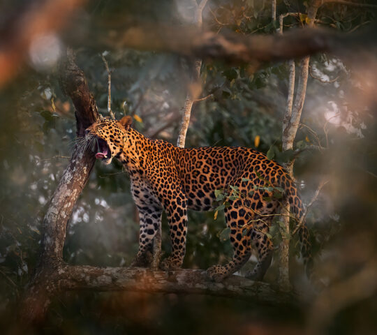 Nagarhole leopard