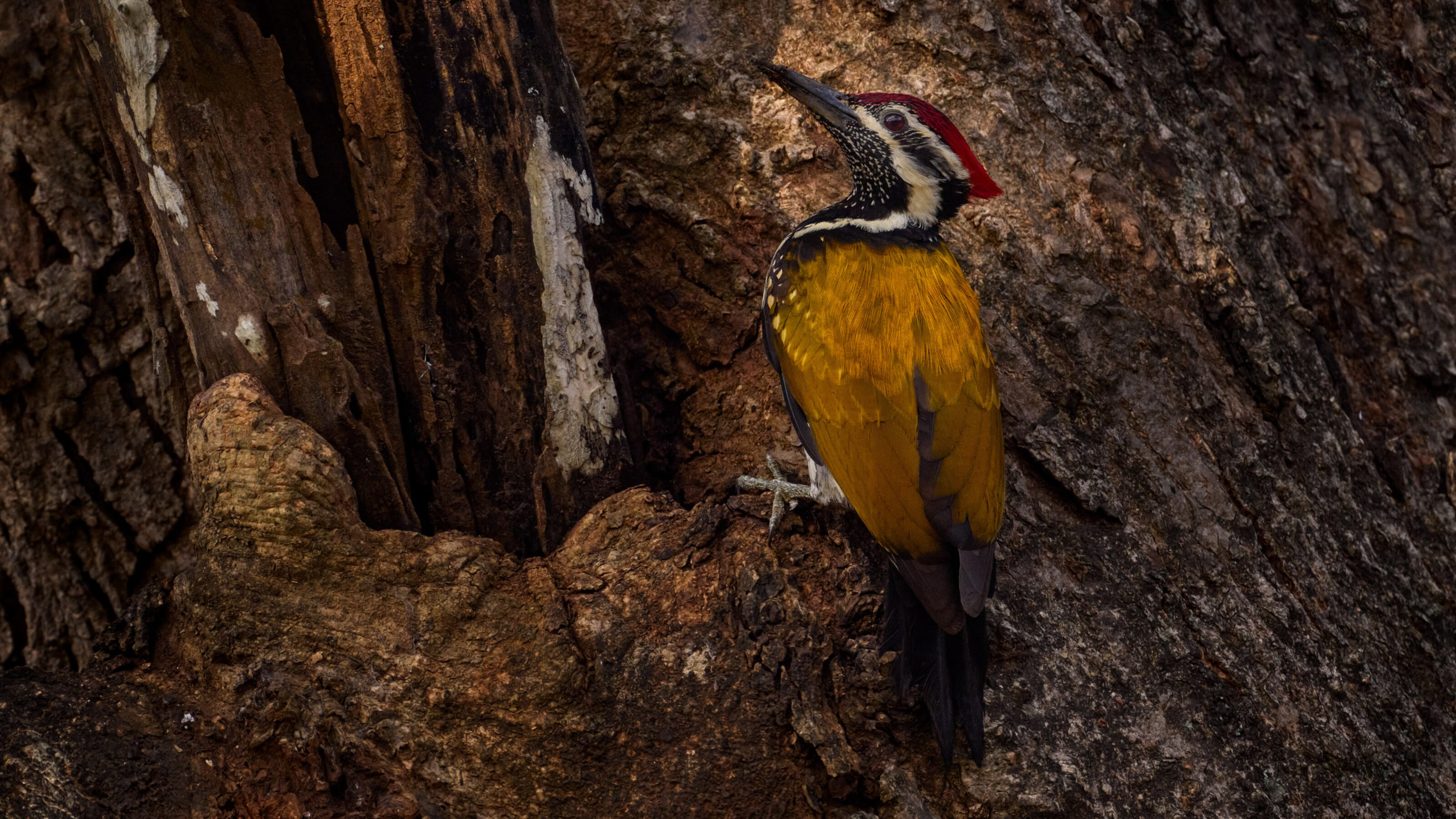 An Indian Wildlife Adventure