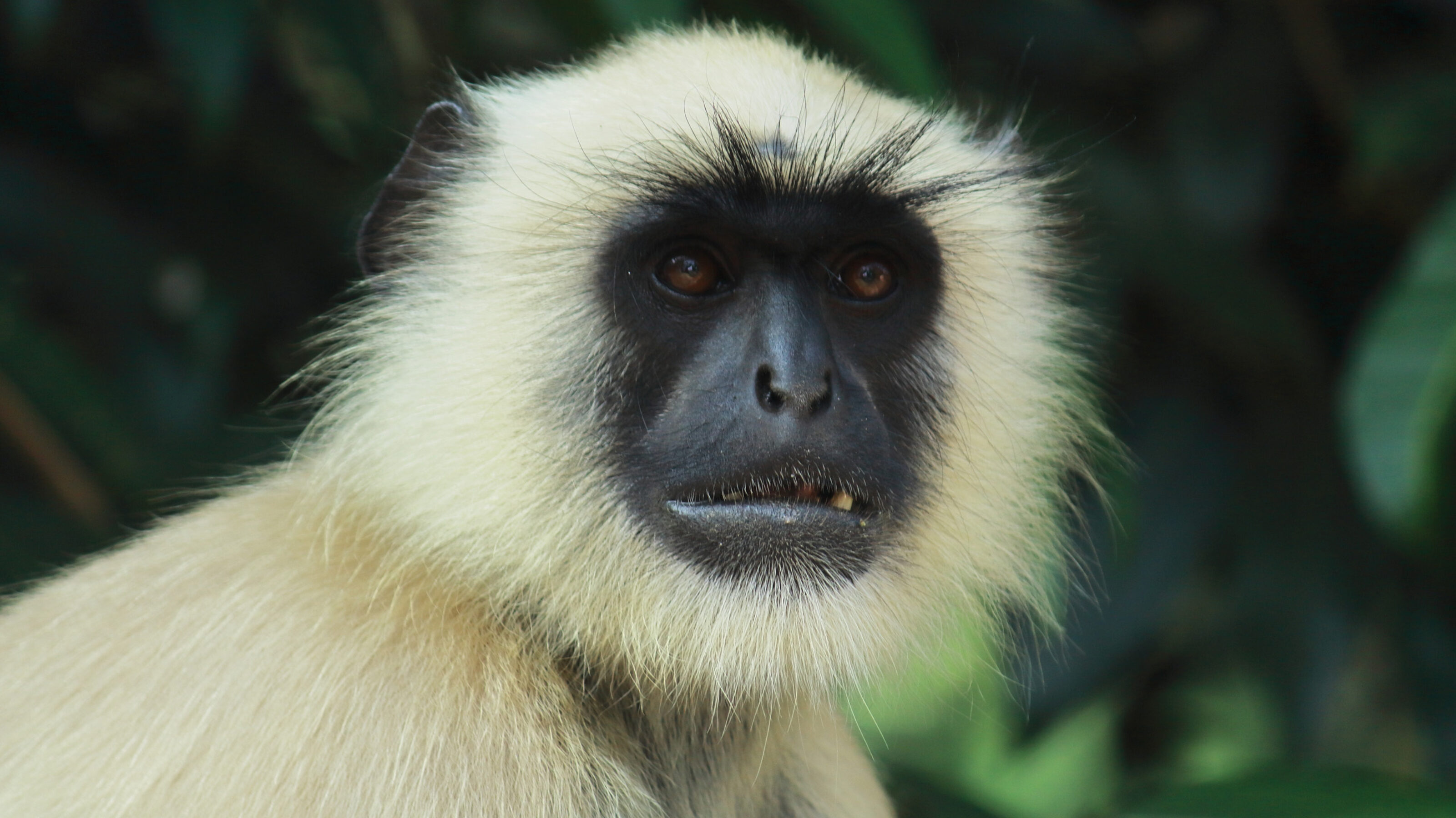 An Indian Wildlife Adventure