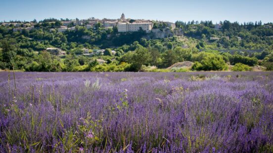A wide field of purple lavender flowers in front of a distant hilltop town and green trees.