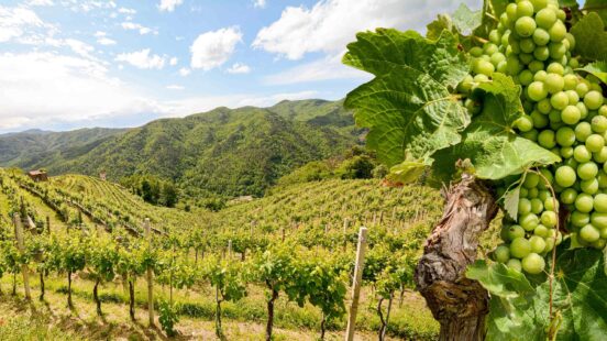 Close-up of green grapes on a vine with a scenic vineyard and mountain range in the background.