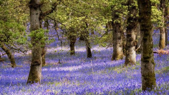 Purple bluebells blooming across a woodland floor under green leafed oak trees.